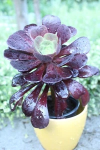 Wunderschönes Rosetten-Dickblatt Bäumchen, Ableger, Aeonium arboreum, - Bild 1 von 7
