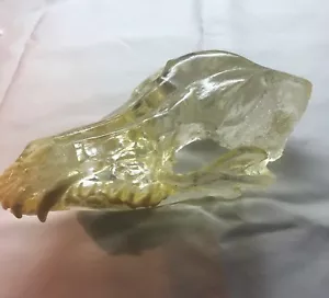 Modello anatomia cranio canino con denti LFA #2515 * - Foto 1 di 2