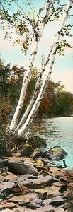 ANTIGUA Foto Coloreada a Mano de Circa Ea.1900 3 ABEDULES POR AGUA, Estilo Nutting - Imagen 1 de 1