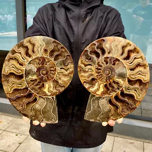 6,17 Pfund natürlicher Achat fossiler schneckenförmiger konvexer runder Edelstein - Bild 1 von 12