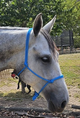 Handcrafted Warmblood Rope Halter Blue - Horse Riding Headstall Equine - image 1 of 2