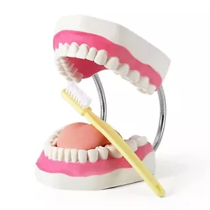 Modelo de cuidado dental con cepillo de dientes - Imagen 1 de 6