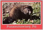 Punxsutawney, Pennsylvania Vintage Greetings Postcard, Home of the Groundhog