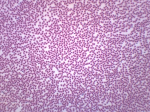 Amphiuma Blood Smear, WM - Prepared Microscope Slide - 75x25mm - Eisco Labs - Picture 1 of 2