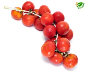 Tomate De Colgar ( 200 semillas ) seeds - Imagen 1 de 2