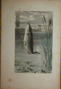 GRAVURE milieu XIXeme la carpe Travies Lalaisse - Picture 1 of 1