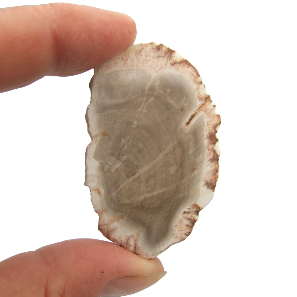 Fossil Petrified Wood Slice Madagascar Polished 5cm x 3.5cm 17g - Image 1 of 4