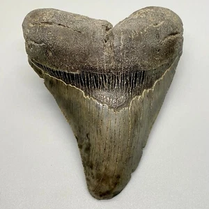 Uncommon DEFORMED TIP Sharply Serrated 4.92" Fossil MEGALODON Shark Tooth - USA - Picture 1 of 8
