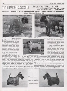 BULLMASTIFF DOG BREED KENNEL ADVERT PRINT PAGE TIPDIXON KENNELS DOG WORLD 1956 - Picture 1 of 1