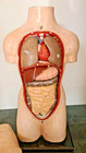 Phywe-Lehrmodell, anatomisches Modell des menschlichen Körpers, 1930er Jahre