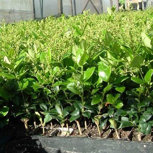 Privet Shrubs Bushes Hedges For Sale In Stock Ebay