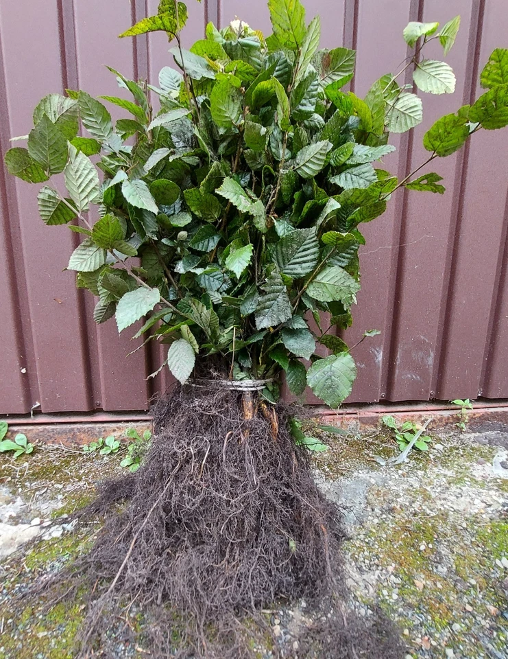 Hainbuche/ Hainbuchenhecke/ Buche/ Weißbuche (Carpinus Betulus)  40-60cm  50Stk - Bild 1 von 4