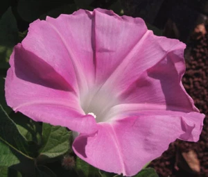 MORNING GLORY JAPANESE MORNING CALL PINK Ipomoea Nil - 50 Bulk Seeds - Picture 1 of 1