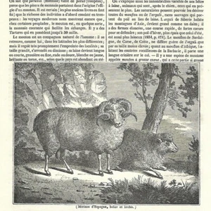 Mérinos Moutons - - Animal -- Coupure Article de presse 1835 - Picture 1 of 2