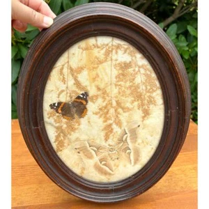 Vintage pressato farfalla e fiore semplice cornice ovale legno vetro a bolle - Foto 1 di 18