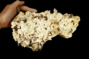 MUSCOVITA MICA en Aragonita 12" 9 Lb 2 OZ Muestra Mineral de Roca Chakra Cristal  - Imagen 1 de 3