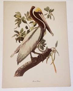Vintage Audubon John James Birds of America Brown Pelican Lithograph Art Print - Picture 1 of 8