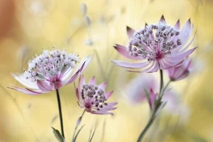Fotomurale-FIORI-(6561S)-TESSUTO NON TESSUTO-Carta da parati-Astrantia stella dolde foglie involucri - Foto 1 di 1