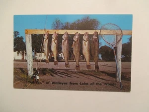 Postal de Minnesota Lake of the Woods Walleyes 68 libras pesca MN - Imagen 1 de 2