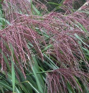 Miscanthus 'Ferne Oster' - Picture 1 of 2