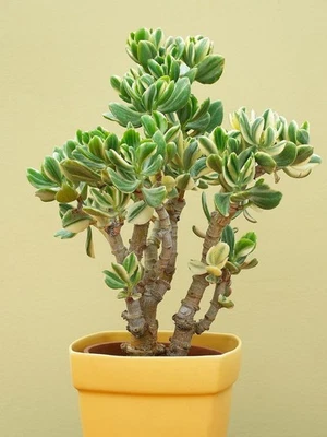 Variegated Jade Tri-Color 5+” Cuttings with Branches or Rooted Pup You Choose - Image 1 of 4