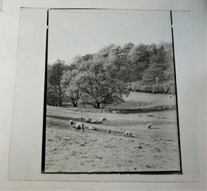 Antike s/w Glas Zauber Laterne Dia Schafe grasen ländliches Feld unmontiert um 1900 - Bild 1 von 3