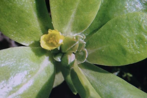 100 Seme Portulaca Estiva, Portulacca Oleracea V.Sativa # 724 - Bild 1 von 1