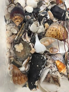 Florida Megalodon shark tooth fossil and Seashell DIG KIT. OVER 6 LBS! - Picture 1 of 13