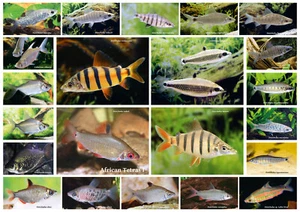 AQUALOG - Póster Plegable Tetras Africanos I - Distichodus - Imagen 1 de 2