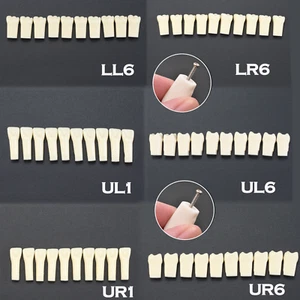 Para Kilgore Nissin 200 Dental Typodont Modelo Dientes Individuales Atornillable 10 un./paquete - Imagen 1 de 93