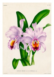 Cattleya Trianae Exornata by Jean Linden Orchids A4 Art Print - Picture 1 of 1