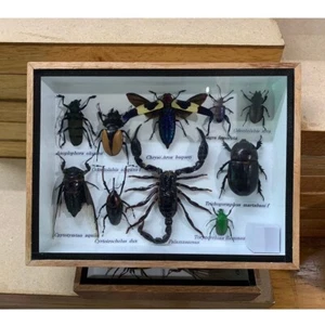 Real Chrysochroa bugueti Scorpion Moth Insect Bug Taxidermy Decor Vintage Gift - Picture 1 of 6