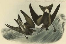 Leach's Petrel - Forked Tail Petrel by John James Audubon - Art Print