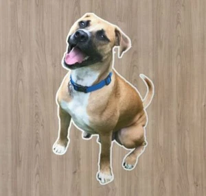 Crea il tuo cane adesivi fotografici personalizzati vinile per telefono laptop adesivo decalcomania - Foto 1 di 3