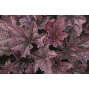Heuchera "Season ́s King" - Campanilla púrpura "Season ́s King" en maceta 12 cm - 12 cm - Imagen 1 de 1