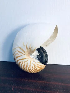 Nautilus pompilius a righe. Conchiglia da spiaggia nautica naturale 6,5" DANNEGGIATA - Foto 1 di 12