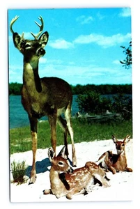 Postkarte: Majestic Buck geht zu seinen beiden kleinen Söhnen - Hirsche - Unpostiert - Bild 1 von 2