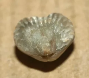 Homoeospira Baylei - Obersilur Rhynchospirinoid Brachiopod aus Estland - Bild 1 von 11