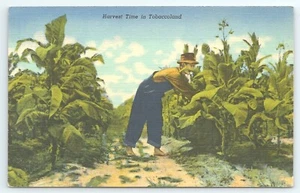 Postcard Harvest Time in Tobaccoland Farmhand Picking Tobacco - Picture 1 of 2