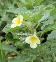 Pedalium murex Gokhru seeds Attracts Butterflies Exotic Tropical Rare 