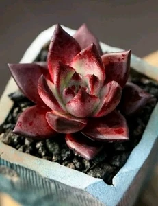 Agavoides Ebony( Mexico) X Echeveria Rubin, Large 9cm diameter Succulent - Picture 1 of 5