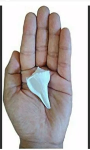 Shankh Small Size White Valampuri Sangu Pooja Shank - 1.5 Inch Free Ship - Picture 1 of 2