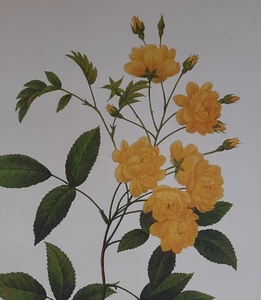 Pierre Joseph Redoute Botanical Flowers ROSIER DE BANKS Art Print Book Plate 129 - Picture 1 of 2