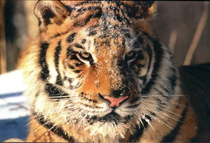 Tiger Cat Wild Animal Postcard / Post Card Mint New Condition REF: CAT533 - Picture 1 of 1