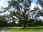 Oak Tree Seedling Southern Live Oak Quercus virginiana Attracts Wildlife 12