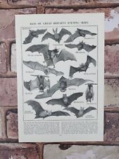Vintage 1950s British Bats Species Animal Book Bat Print Lithograph Art Picture