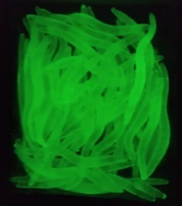 50ct - 1.5" Micro Glow Luminescent Worms Crappie Walleye Trout Ice Fishing - Picture 1 of 6