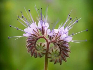 Phacelia Samen - Phacelia - ca. 10.000 Samen - Frankreich - Bild 1 von 4