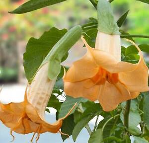 Angel Trumpet Orange (Brugmansia suaveolens Orange) - 10 Seeds