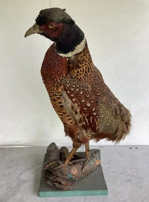Montaje de madera vintage de taxidermia faisán con cuello anular Foto 1 de 4